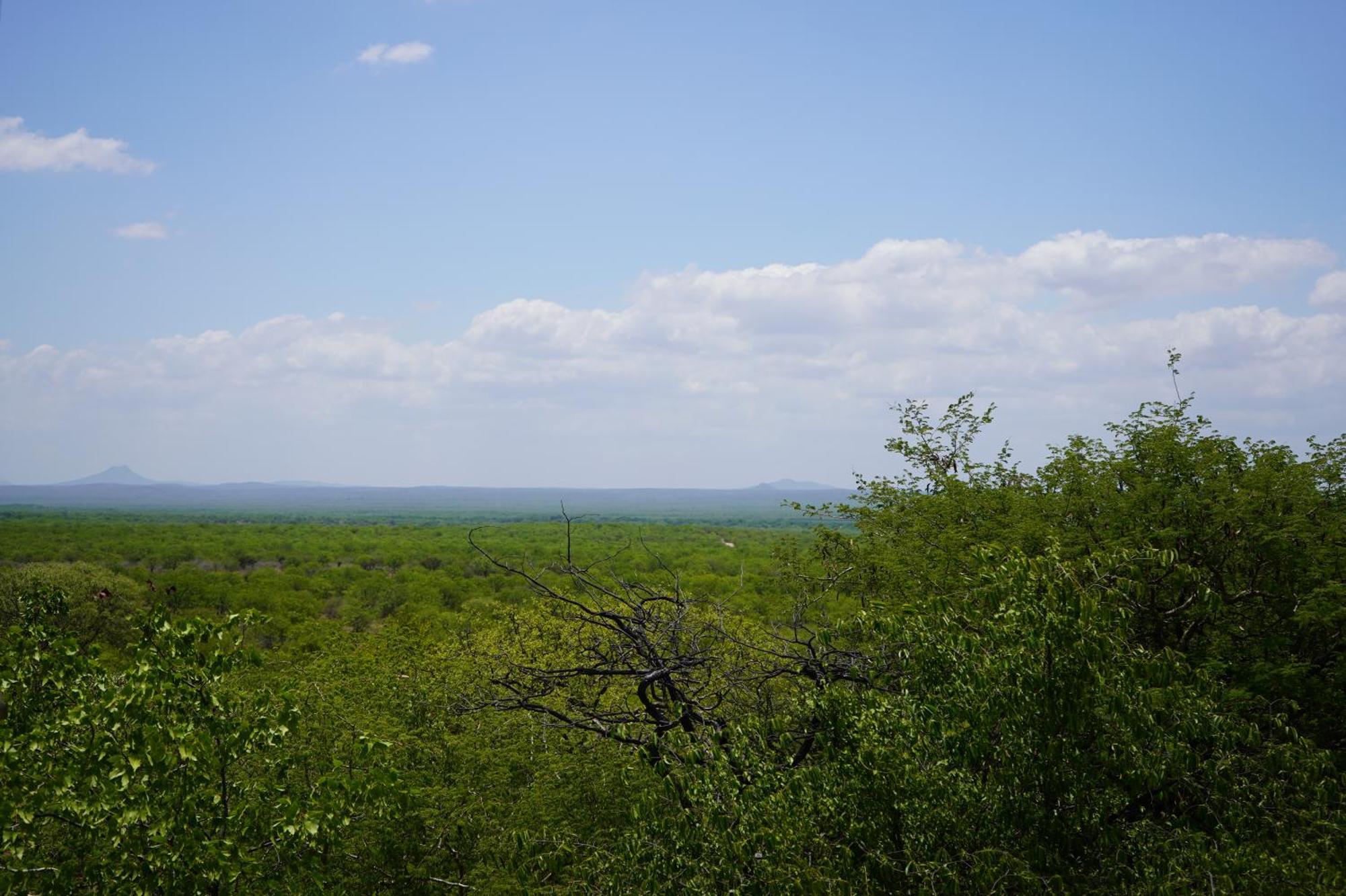 Linton Mopane Bush Lodge חדר תמונה
