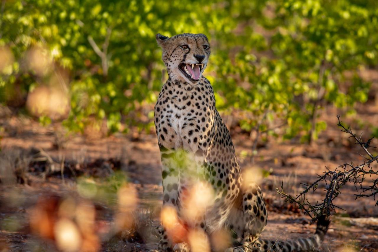 Linton Mopane Bush Lodge מראה חיצוני תמונה